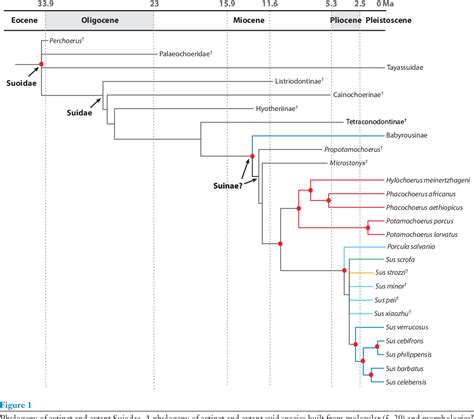 Figure 4 from The Evolution of Suidae. | Semantic Scholar