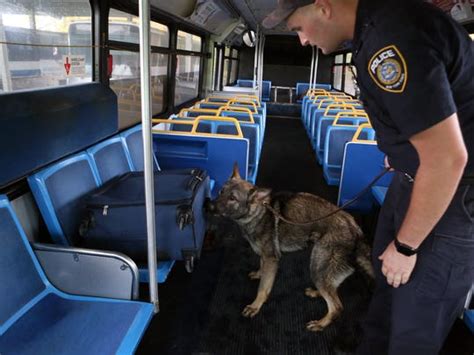 How MTA police dogs learn to sniff out bombs