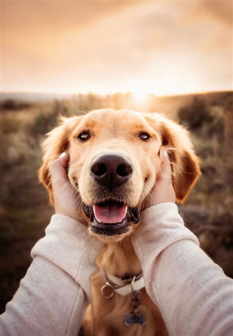 PETS | Arrowleaf Photography | Dog photoshoot pet photography, Family ...