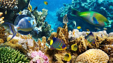 Beautiful Coral Reef Wallpaper, Coral Reef Deskto Collections - Coral Reef Wallpaper 4k ...