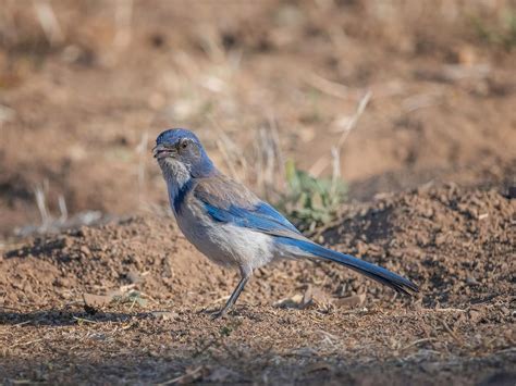 Scrub Jay Nesting (Behavior, Eggs + FAQs) | Birdfact