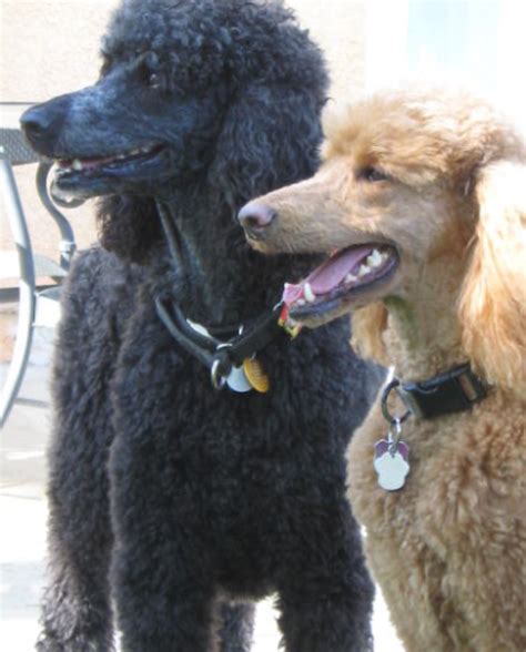 Are Poodles Smart Dogs? - Dog Discoveries