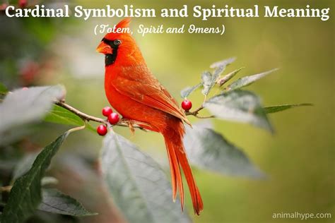 Cardinal Symbolism And Meaning (Totem, Spirit and Omens) - Animal Hype