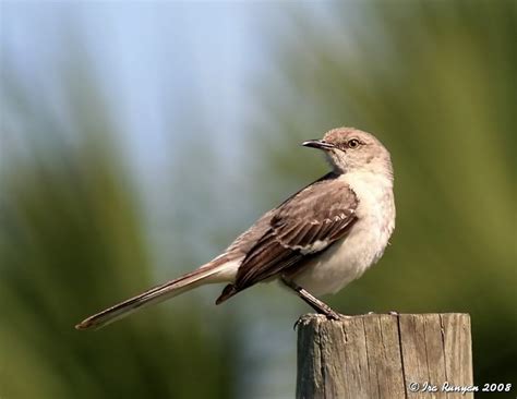 mockingbird | Mockingbird - Florida State Bird - Canon Digital Photography Forums | Painting ...