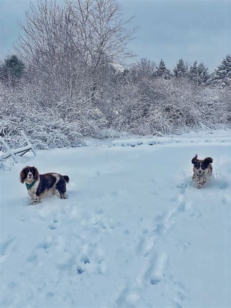 A Cozy Snow Day on the Coast of Maine - Molly in Maine