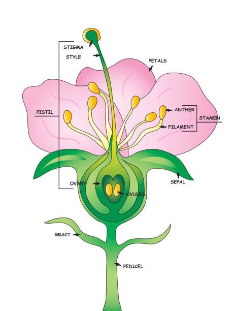 24,100+ Flower Stigma Stock Photos, Pictures & Royalty-Free Images - iStock