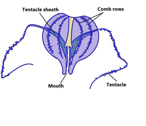 Phylum Ctenophora - Examples and Characteristics | Pelagic zone, Echinoderm, Kingdom animalia