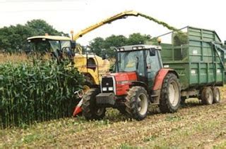 AGRICULTURE: Maize - cultivation process