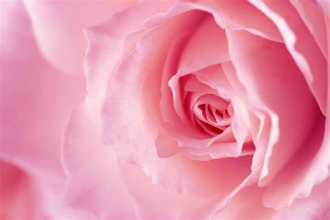 Pink Roses Backgrounds - Wallpaper Cave