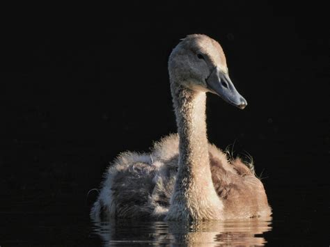 Baby Swan Bird Water - Free photo on Pixabay - Pixabay