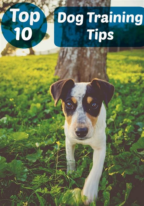 Top Ten Dog Training Tips - DogVills