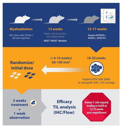 Humanized Mouse Models for Immunotherapy Research