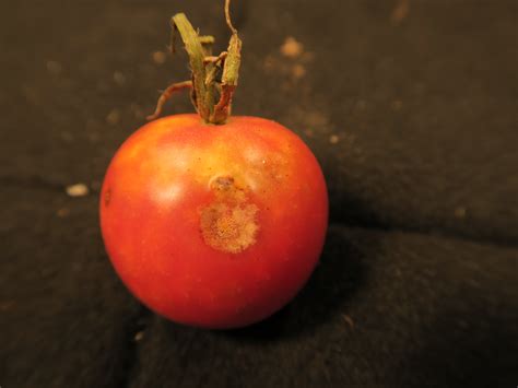 Anthracnose of tomato | Purdue University Vegetable Crops Hotline