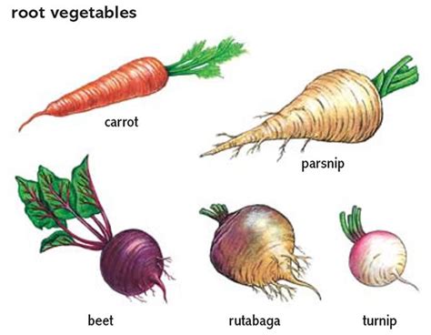 All Vegetables Name List - English Lessons