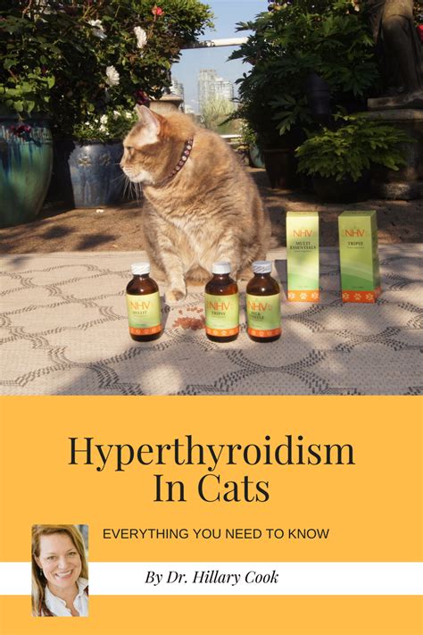 Hyperthyroidism In Cats Natural Treatment | Care About Cats