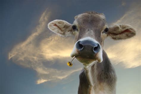 Cow Hd Wallpaper