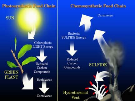 Hydrothermal Vents Food Web