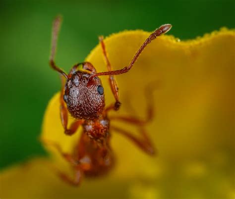 Macro Photography of Ant · Free Stock Photo