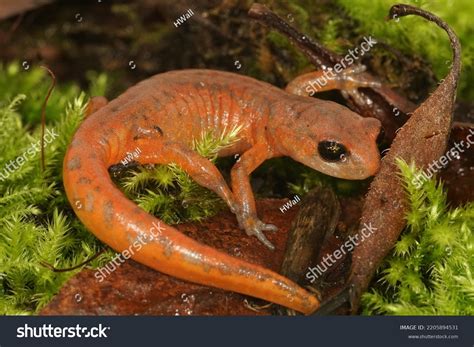 399 Lungless Salamander Images, Stock Photos, and Vectors | Shutterstock