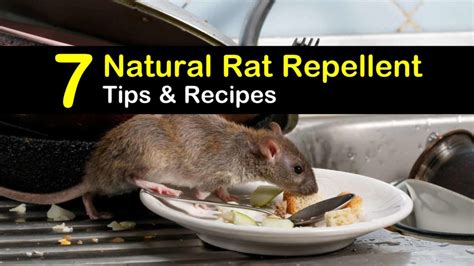 Keeping Rats Away - 7 Natural Rat Repellent Tips and Recipes