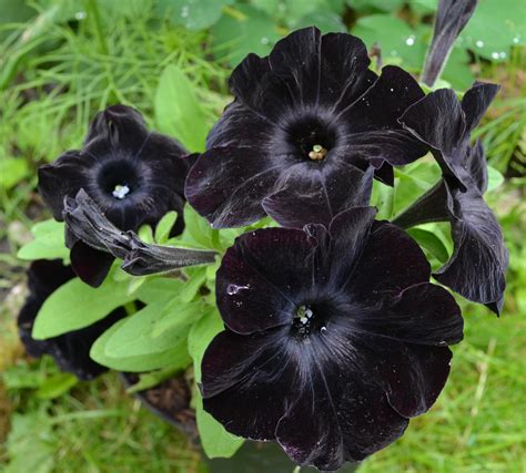 20 Stunning Black Flowers Morticia Addams Would Love - Garden and Happy