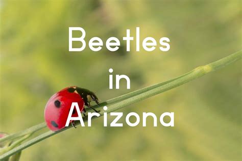 31 Common Beetles in Arizona (Pictures and Identification)