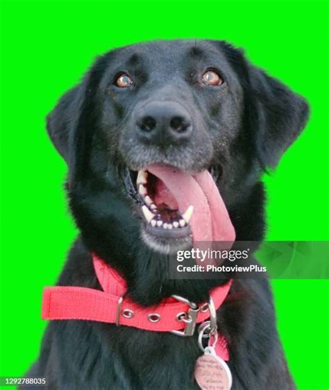 Green Screen Animals Photos and Premium High Res Pictures - Getty Images