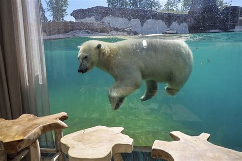 Pairi Daiza Resort - Underwater Rooms In Europe's Best Zoo