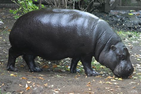 Pygmy Hippopotamus | Choeropsis liberiensis