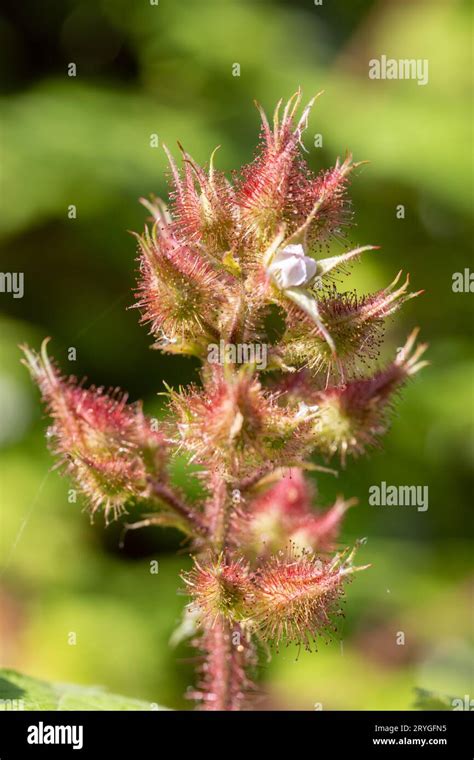 Acer trees leaves common name hi-res stock photography and images - Alamy