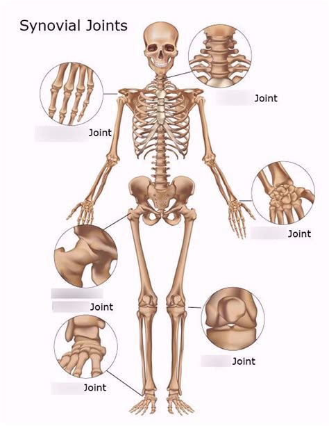 Joints, Cartilage & Ligaments - Human Anatomy & Physiology (Beck pg 127 ...