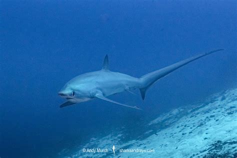 Pelagic Thresher Shark 051 | Sharks and Rays