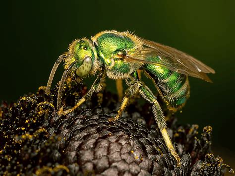 A Detailed Guide To Green Metallic Sweat Bees In Arizona