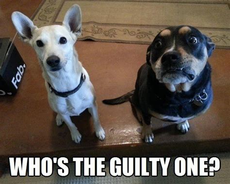 LOL dogs: Who's the guilty one? :: Funny :: MyNiceProfile.com