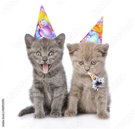 "Two funny kittens with birthday hats. isolated on white backgrou ...