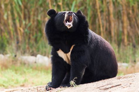 Asiatic Black Bear – JattDiSite.com