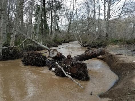 Butano Creek Floodplain Reconnection and Restoration Design and ...