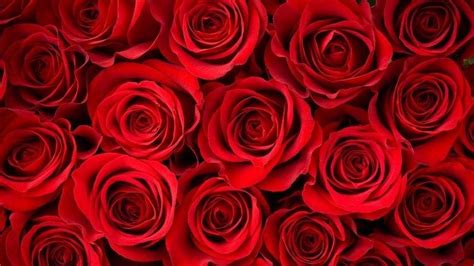 Red Roses HD Wallpapers on WallpaperDog