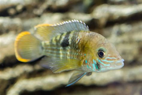 6 Peaceful Dwarf Cichlids For Your Community Tank!