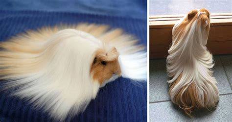 53 Guinea Pigs With The Most Majestic Hair | Bored Panda