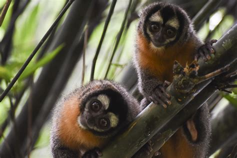 Black-headed Night Monkey (Aotus nigriceps) Research — Jessica Suarez