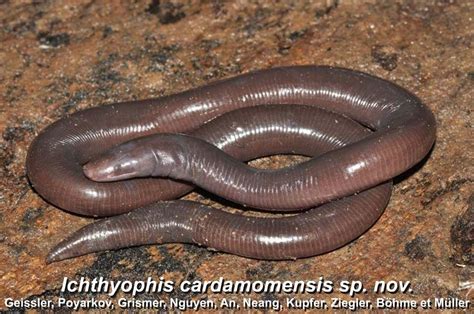 Species New to Science: [Herpetology • 2014] New Ichthyophis Species from Indochina (Gymnophiona ...