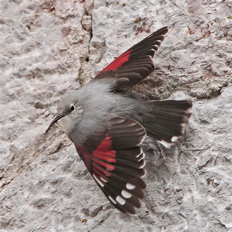 PETER'S PORTFOLIO..............Bird & Wildlife Photography: Wallceeper,Picos de Europa, May 2015