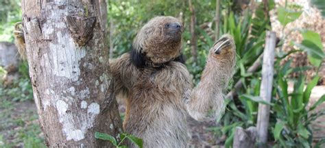 Meet the Southern Maned Sloth: The Latest Sloth Described