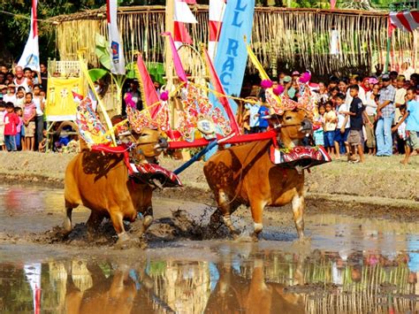 One of the unique things in Bali, Cow Gerumbungan attractions | Feel in Bali