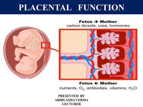 Placental function | PPT