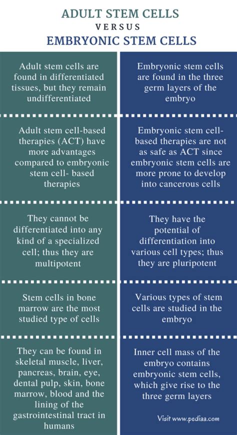 Difference Between Adult and Embryonic Stem Cells | Characteristics, Location, Examples