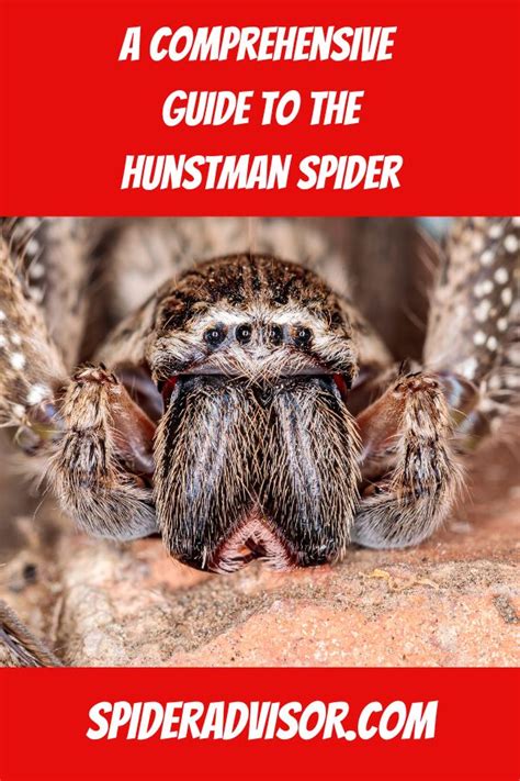 Types of Huntsman Spiders: A Comprehensive Guide Spider Advisor