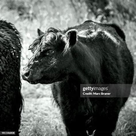 358 Galloway Cattle Stock Photos, High-Res Pictures, and Images - Getty ...