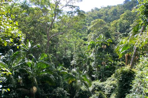 Rainforest Canopy Tree